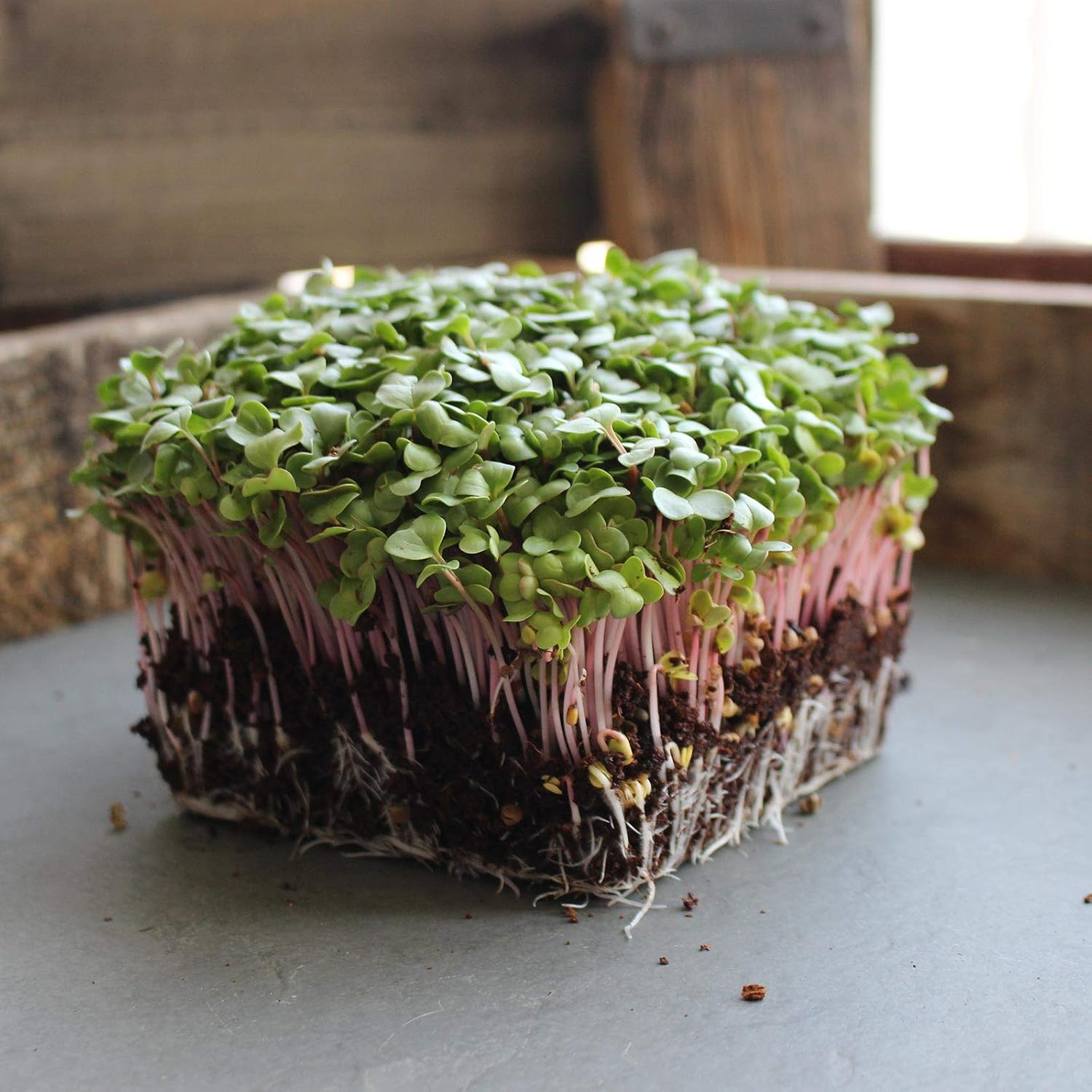 Mountain Valley Seed Co Radish Sprouting Seed - Red Arrow Variety - 5 Lb | Bulk Seed - Heirloom Radish Sprouts