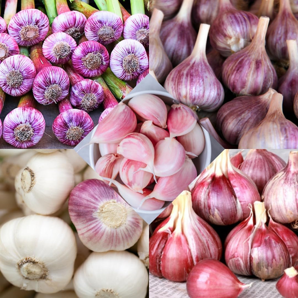1 LB Mixed Garlic Bulbs for Planting in Fall, Hardneck Softneck Top Size | Fall Garlic Bulbs, Mix Random, Fresh and