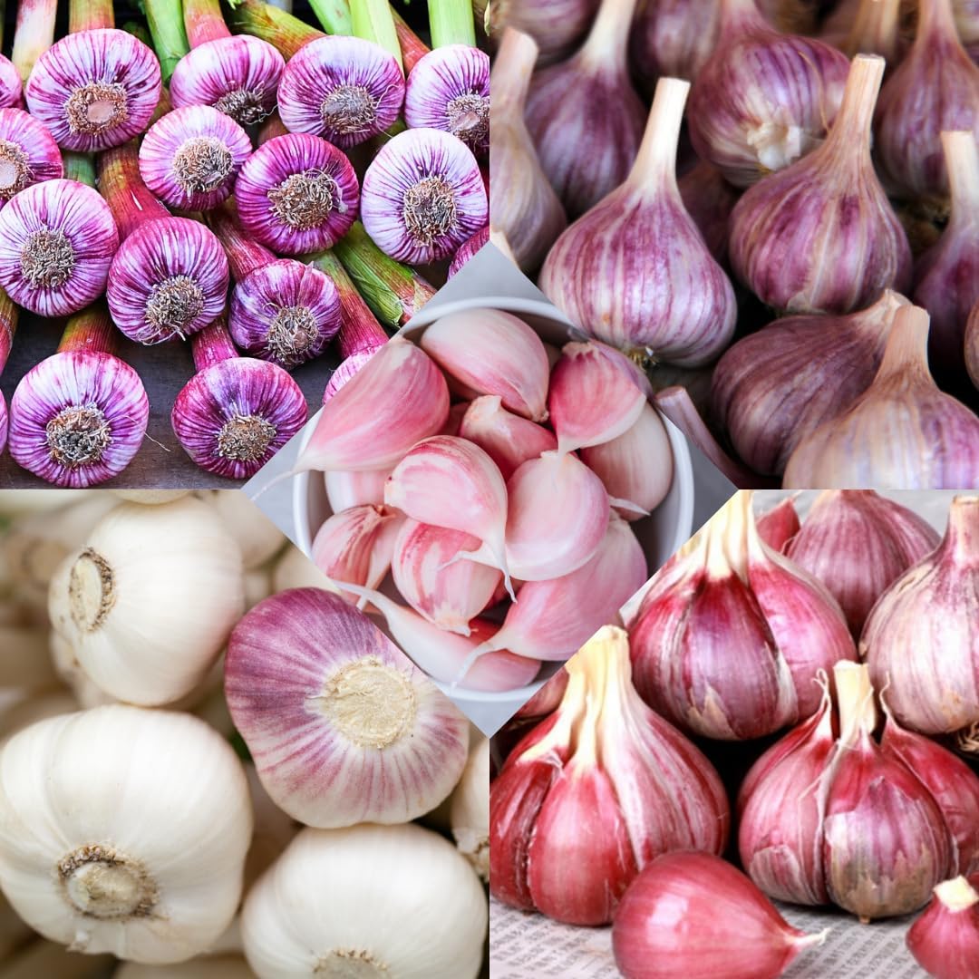 1 LB Mixed Garlic Bulbs for Planting in Fall, Hardneck Softneck Top Size | Fall Garlic Bulbs, Mix Random, Fresh and