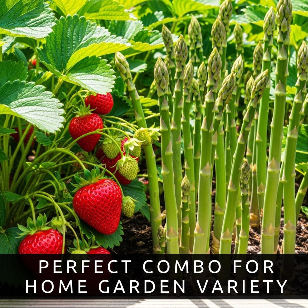 Asparagus & Strawberry Grow Kit – 20 Plants, 2 Asparagus Varieties & 2 Strawberry Varieties – Mary Washington, Purple