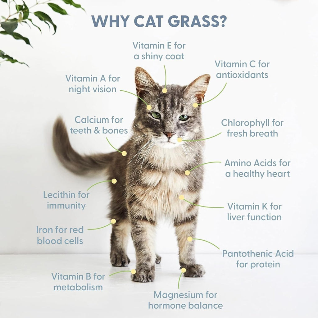 The Cat Ladies Cat Grass Growing kit with Organic Cat Grass Seed, Soil and Two Ceramic Planters with Bamboo Trays