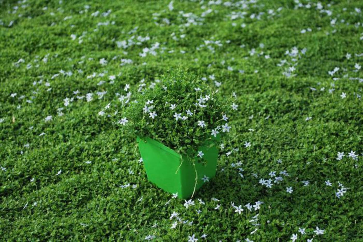 Isotoma fluviatilis (Blue Star Creeper) Groundcover, Size- Container, Bluish Flowers