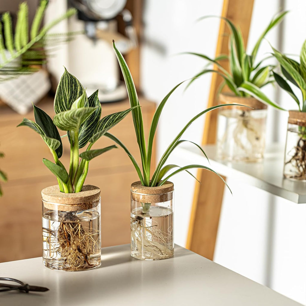 Glass Plant Propagation Stations for Plants – Set of 12(6 Large & 6 Small) Hydroponic Vases for Plant Cuttings,Flower