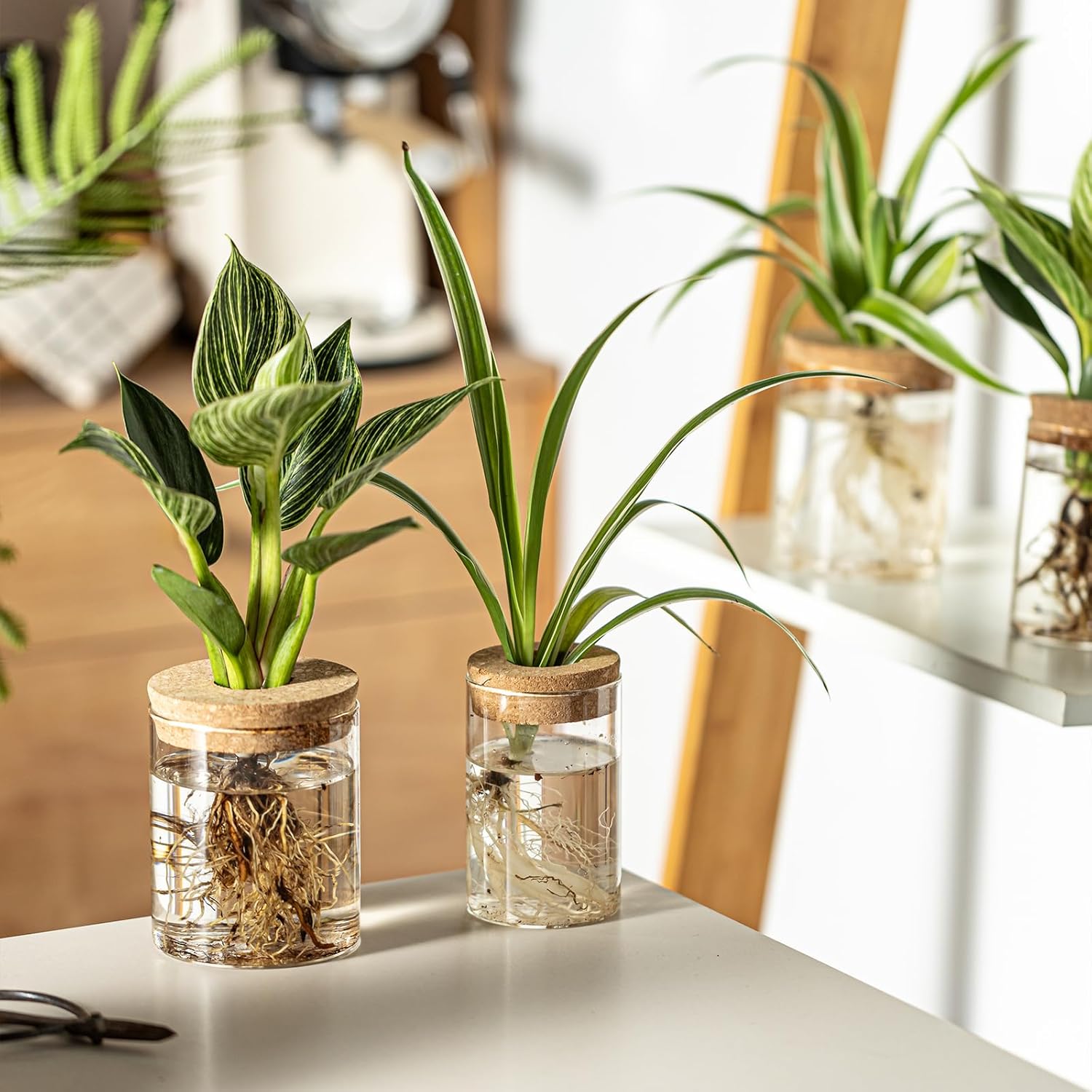 Glass Plant Propagation Stations for Plants – Set of 12(6 Large & 6 Small) Hydroponic Vases for Plant Cuttings,Flower