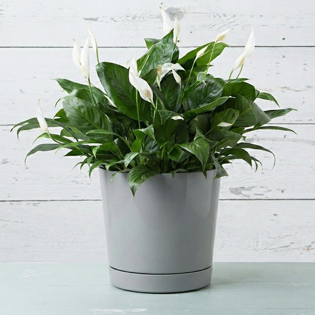 Root & Vessel Majestic Full Depth Round Cylinder Pot, Glossy Gray, 12-Inch (10120)