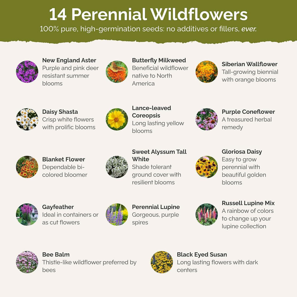 Eden Brothers Northeast All Perennial Wildflower Mixed Seeds, 1/4 lb | Mixed Seeds for Planting, 120,000+ Seeds with