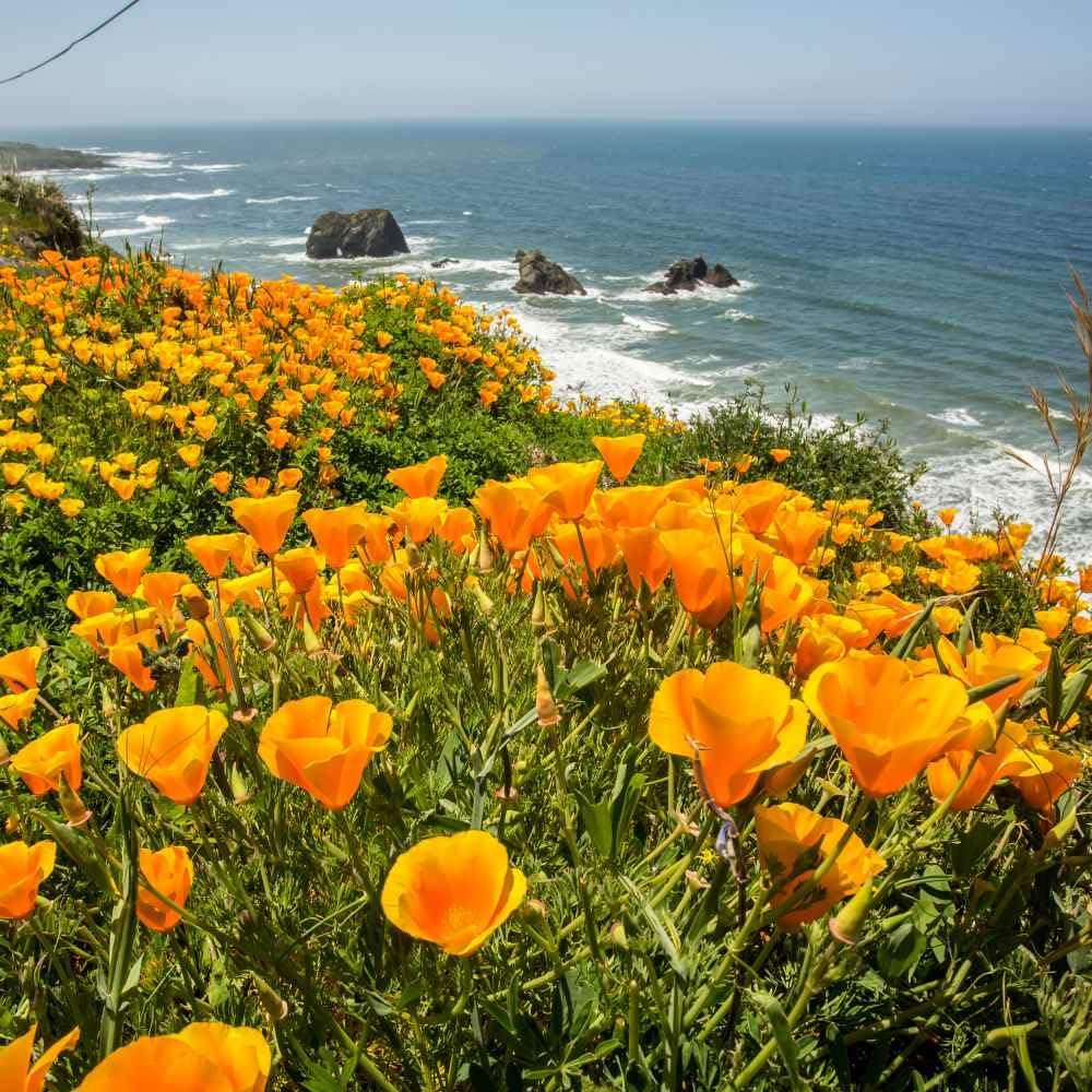 Outsidepride Eschscholzia Orange California Poppy Seeds - 1 lb. Annual, Native, Drought Tolerant Wildflower Seeds
