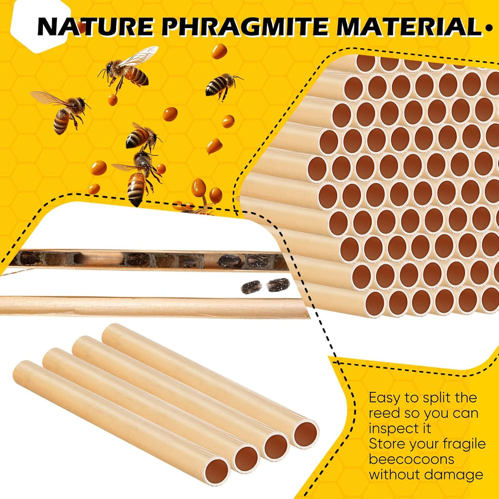 Tinideya 250 Pcs Phragmite Reed Mason Bee Tubes Set Bee Hotel Nest Box Pollinator Bee Box for Mason Bee Houses Natural