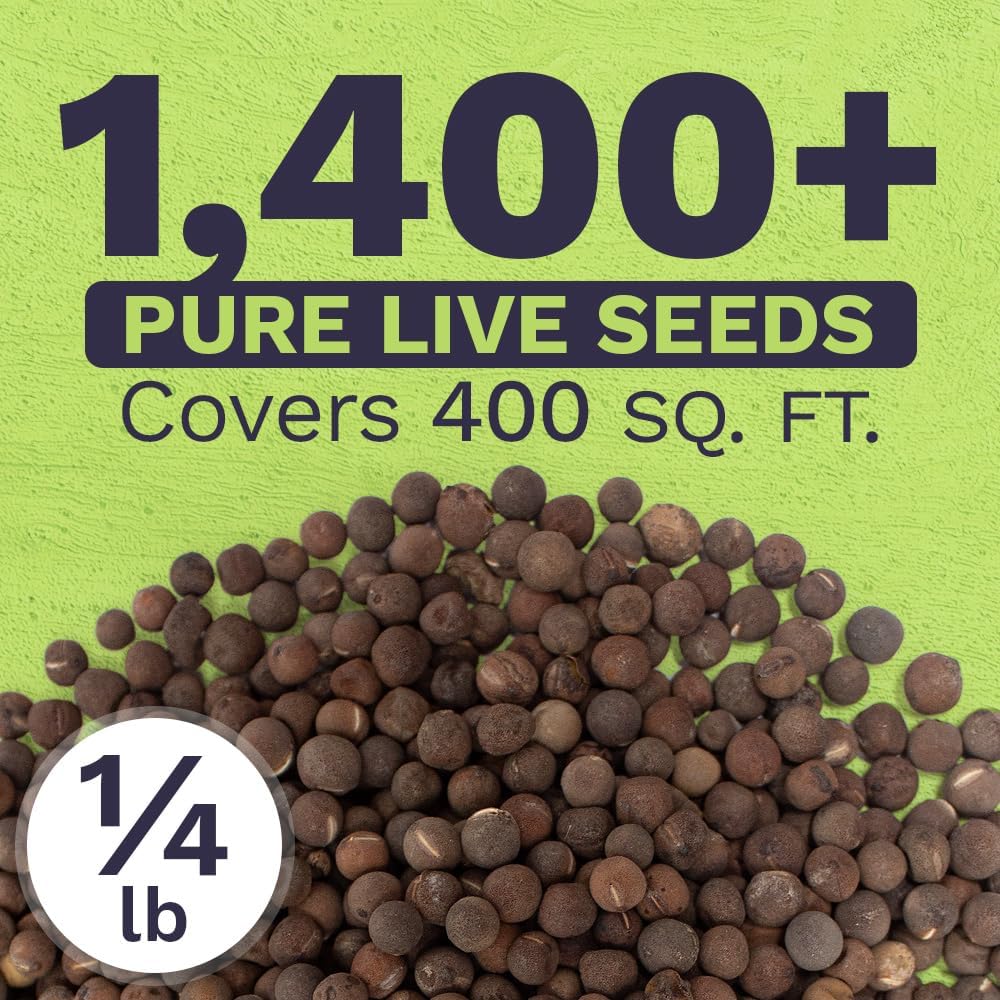 Sweet Pea Seeds Heirloom Mix - Bulk 1/4 Pound Bag - Over 1,400 Seeds - Large Fragrant Lavender, Purple, Red, Pink and