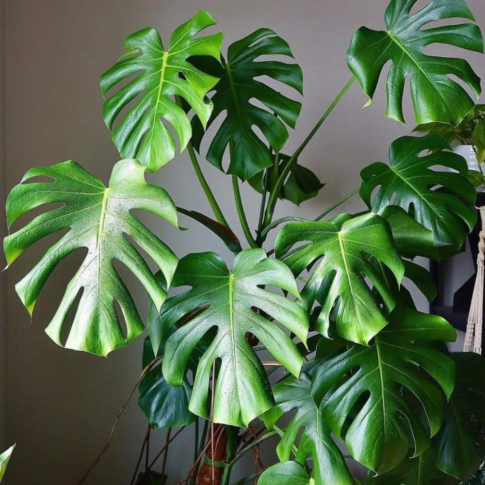 Green Philodendron Plant Live, Starter Houseplant, 5-8 Inch Tall | Zones 10-12 Indoors, Tropical Foliage, Moss Pole
