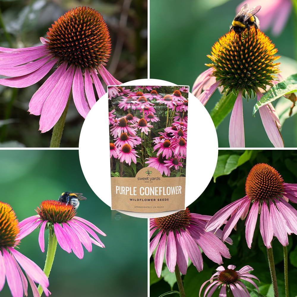 Purple Coneflower Seeds – Bulk Quarter Pound Packet – Over 12,000 Open Pollinated Non-GMO Wildflower Seeds – Echinacea