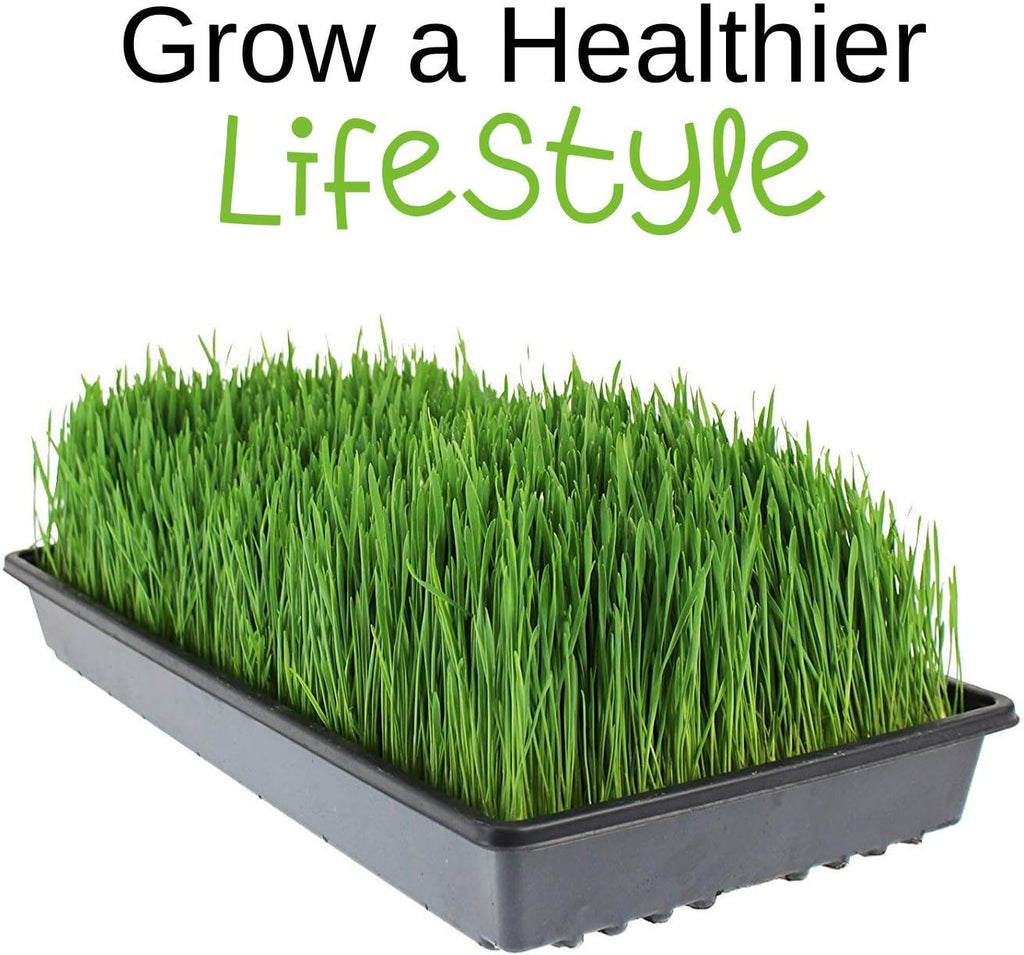 Handy Pantry Organic Wheatgrass Growing Kit w/Hurricane Stainless Steel | Wheat Grass Juicer- Everything to Grow &