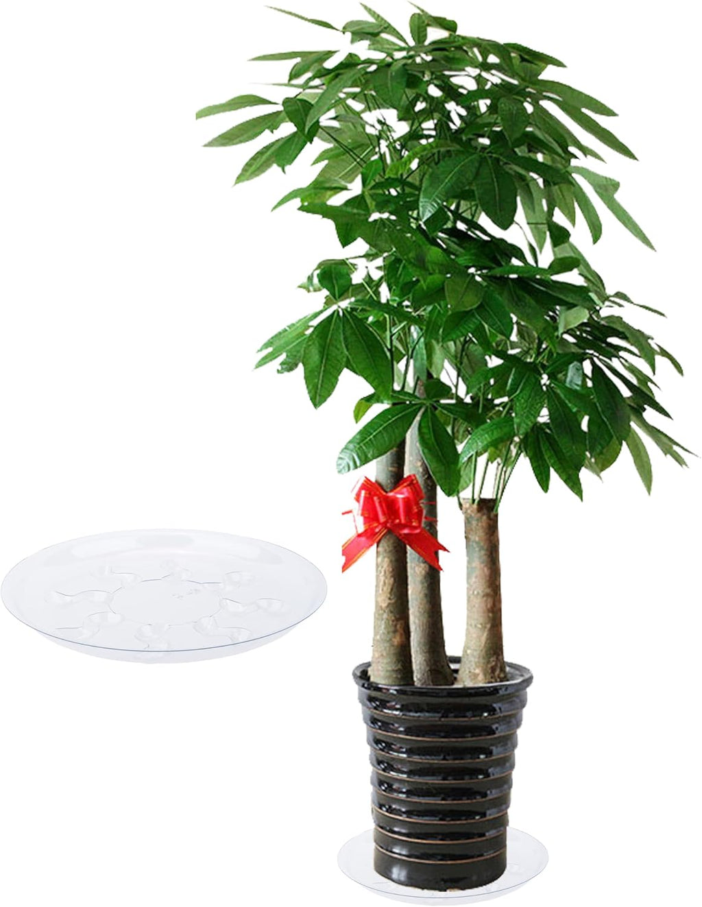 6 Pack Clear PET Plant Drip Tray Plastic Heavy Duty Plant Saucer Drip Trays for pots,Plate Water Catcher, Plant