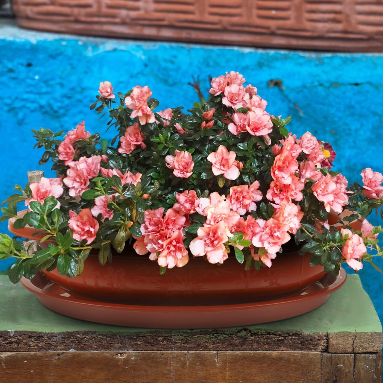 DOITOOL Bonsai Training Pots with Drainage Tray, 17 Inch Oval Bonsai Planter Pot Plastic Plants Growing Tree s Flower