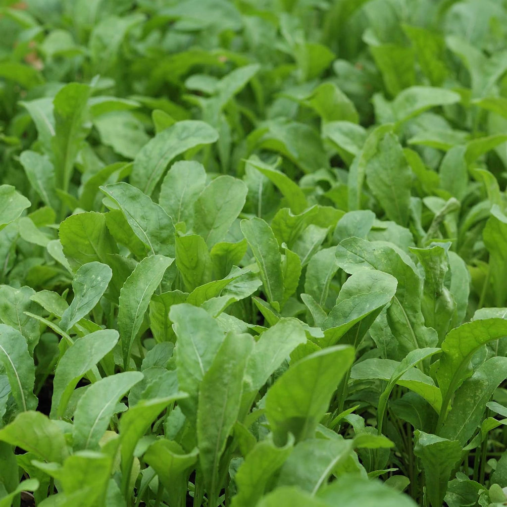 Outsidepride Arugula & Microgreens Seeds - 1 lb. Annual, Easy to Grow & Pollinator Friendly, Herb Seeds for Planting