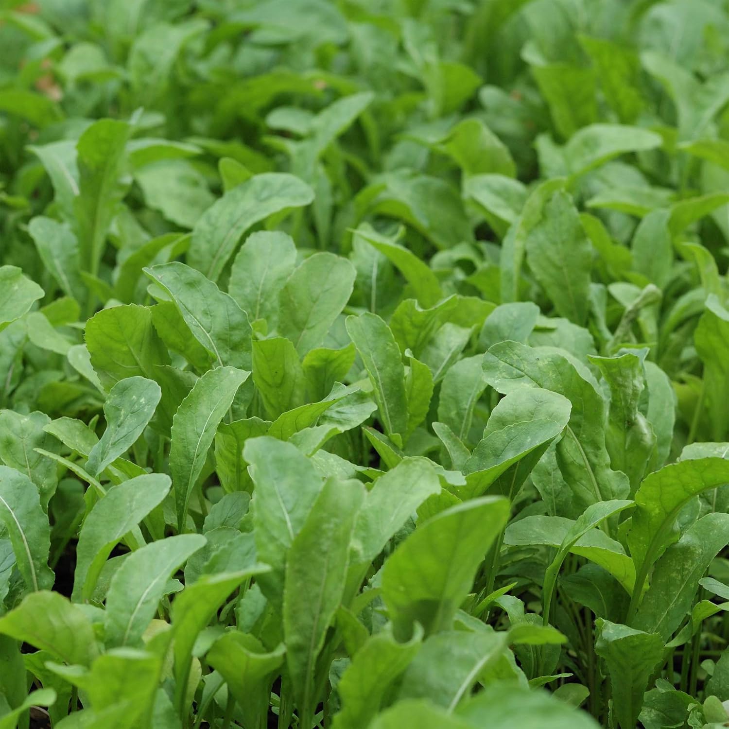 Outsidepride Arugula & Microgreens Seeds - 1 lb. Annual, Easy to Grow & Pollinator Friendly, Herb Seeds for Planting