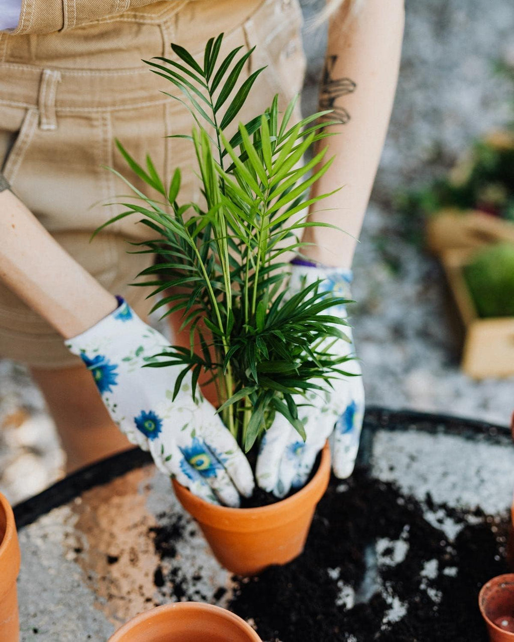 Palm Tree Potting Mix - The Ultimate Soil for Strong and Healthy Palms - Top Choice for Palm Tree Growers [5 Quart Bag]
