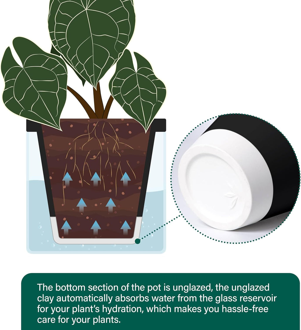 D'vine Dev Self-Watering Black Terracotta Planter Pot, 8 in, 37-X-C-3 | Terracotta & Glass Design, Clear Water
