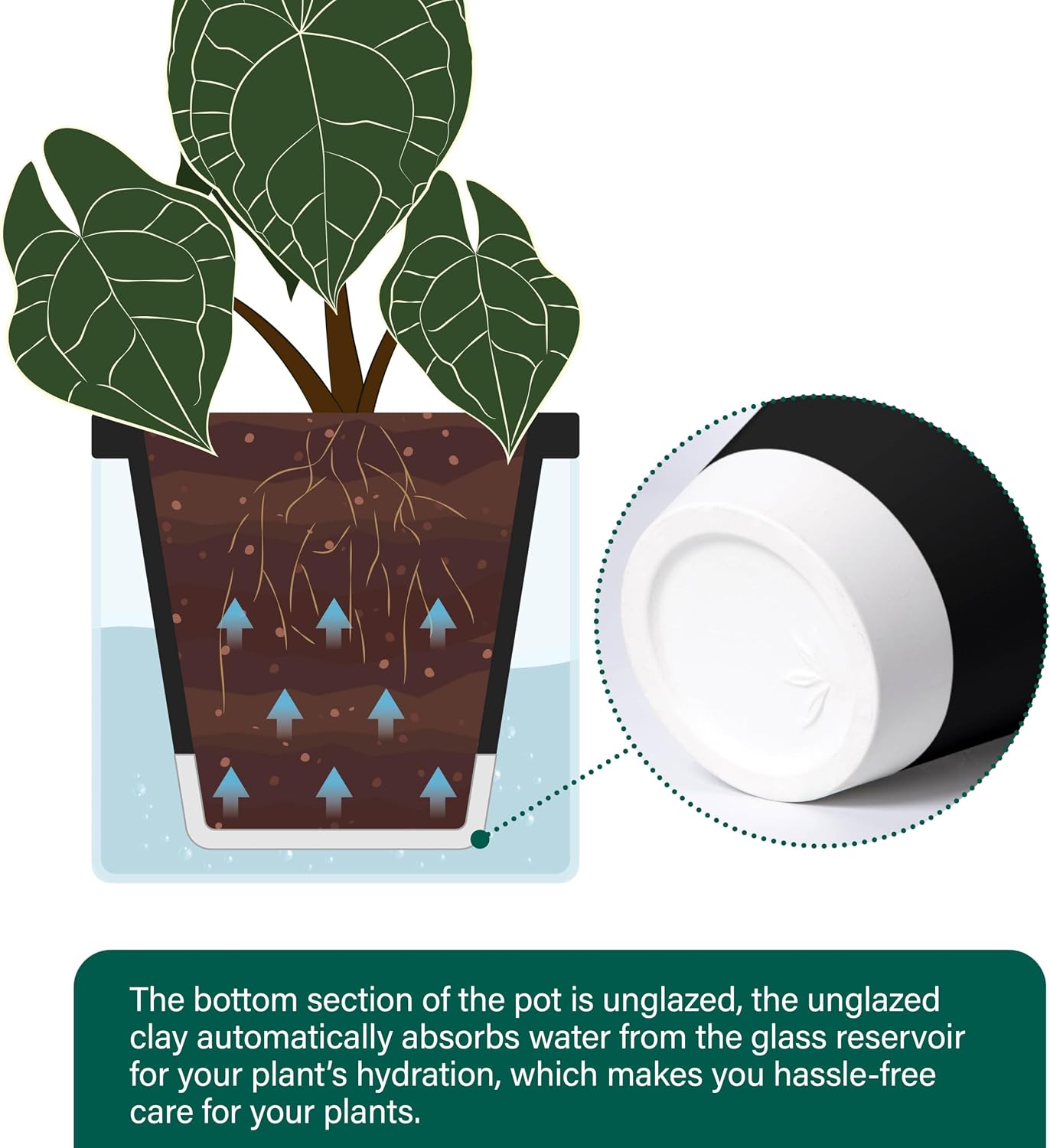 D'vine Dev Self-Watering Black Terracotta Planter Pot, 8 in, 37-X-C-3 | Terracotta & Glass Design, Clear Water