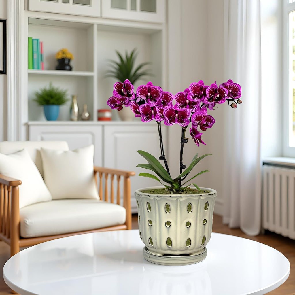 Ceramic Orchid Pot With Attached Saucer and Drainage Hole 6'' (Cream) | Orchid Planter,Orchid Ceramic Pot,Orchid Pots