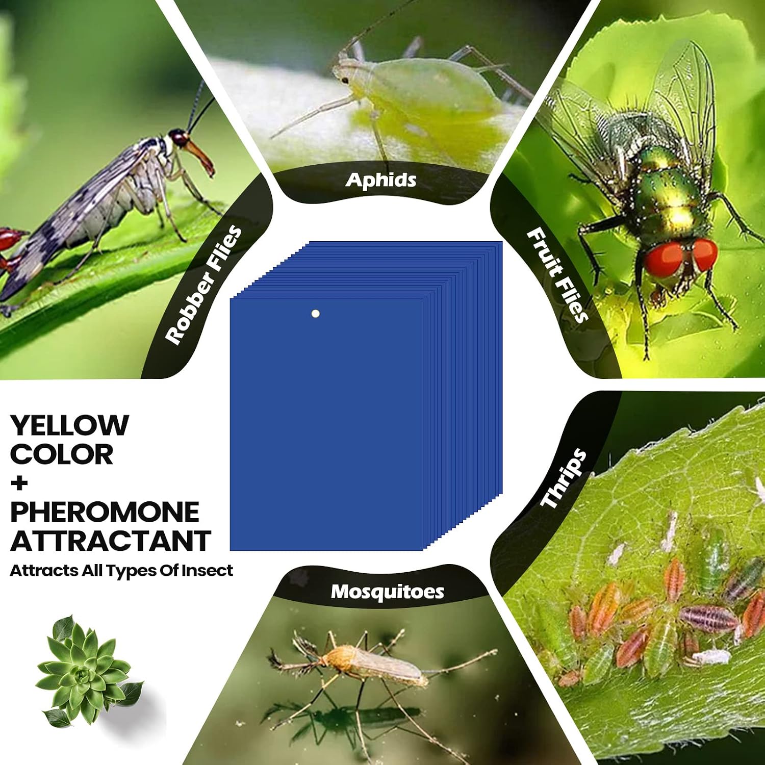 Qualirey 150 Pcs Yellow Sticky Traps 6x8in for Gnats Indoor | Dual-sided for Fungus Gnats Fruit Flies Whiteflies