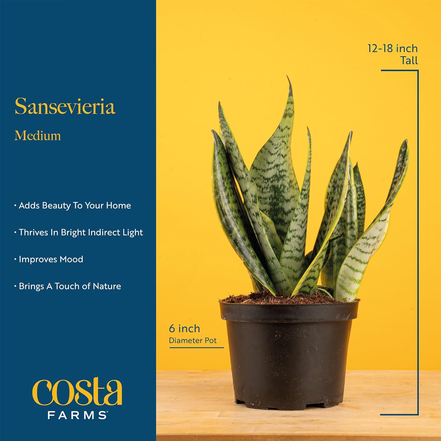 Costa Farms Snake Plant, Live Indoor Plant, Air Purifying, Easy Low Light | Nearly indestructible and thrives in low