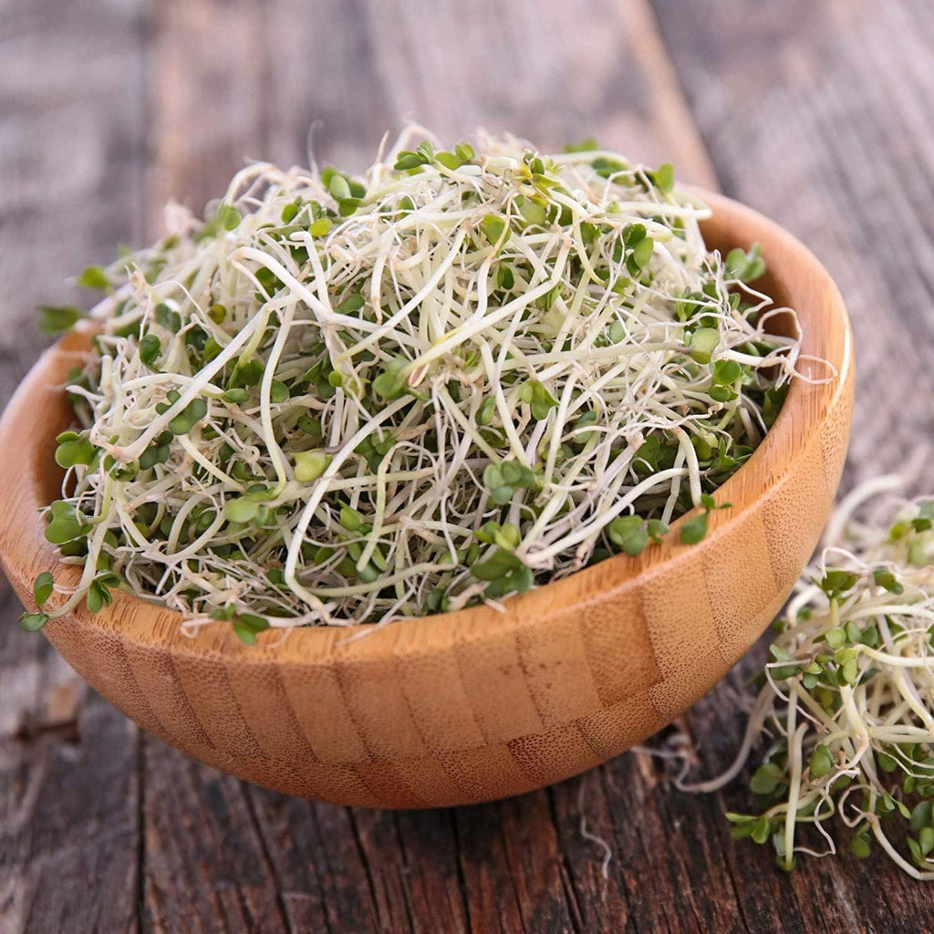 Handy Pantry Broccoli Sprouts Seed Organic - 1 Lb - Non-GMO Broccoli Seeds | Sprouting & Microgreens Sprouting Seeds
