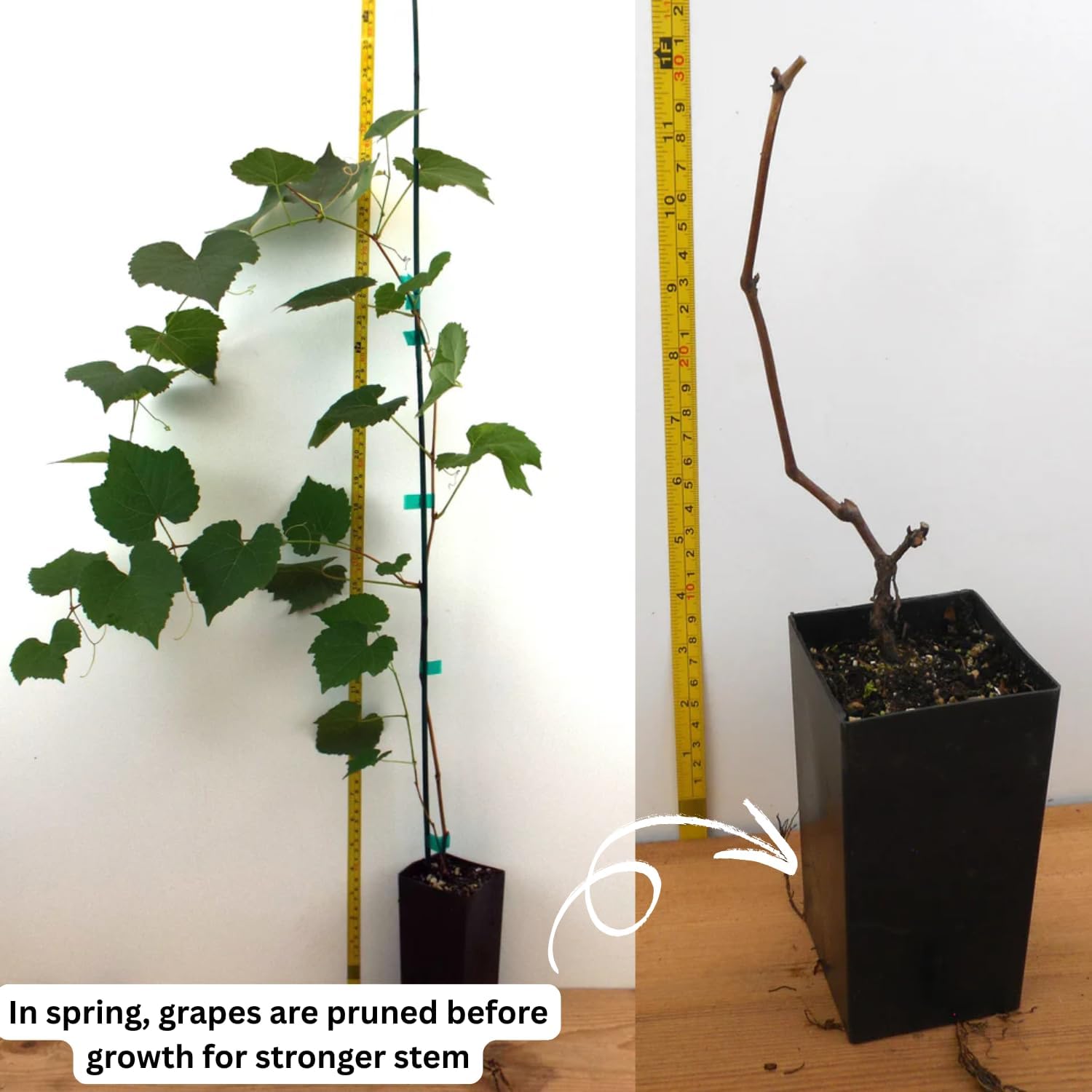 Red Grape Live Plant, Perennial Fruit Vine | 2 Year Old, Self Fruitful, Moderate Watering, Full Sun, Well-Drained Soil