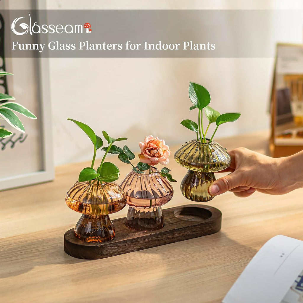 Glasseam Mushroom Plant Propagation Station: 3 Pcs Glass Terrarium Jar | Handmade Small Hydroponic Planter with Wood