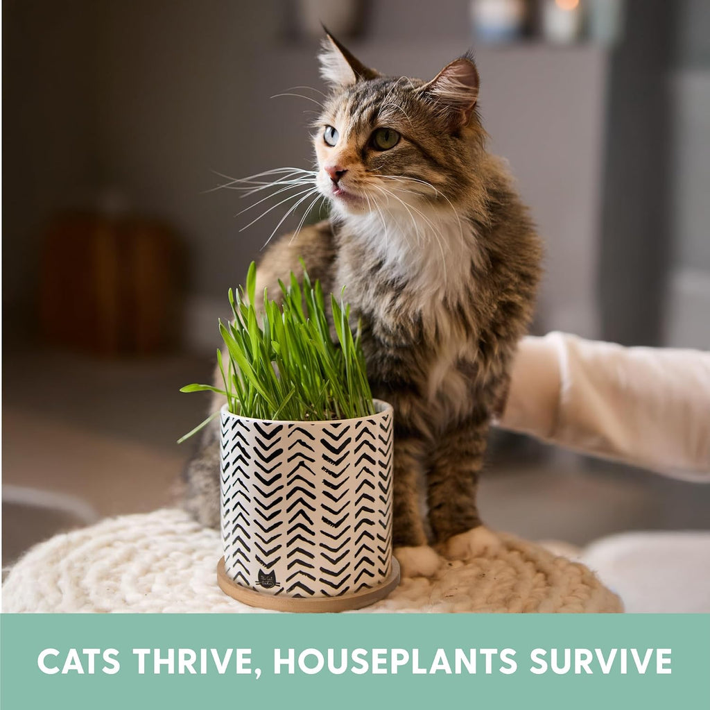 The Cat Ladies Organic Cat Grass Growing Kit for Indoor Cats, Boho Planter | Includes Organic Seed Mix, Soil and Boho
