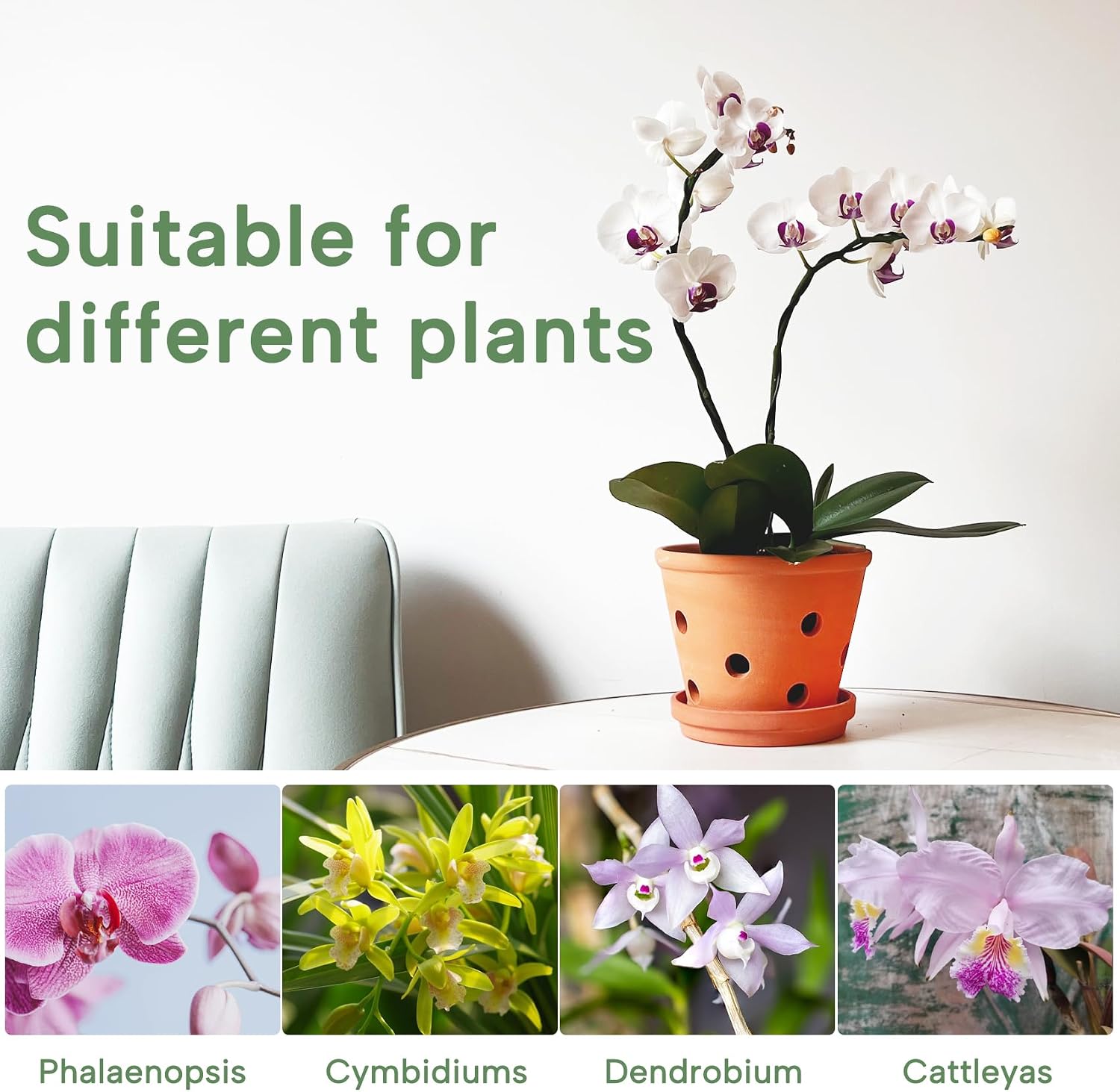 6 Inch Terracotta Orchid Pots with Holes, Saucers - 3 Pack Clay Orchid Planter Pots for Repotting, Small Terra Cotta