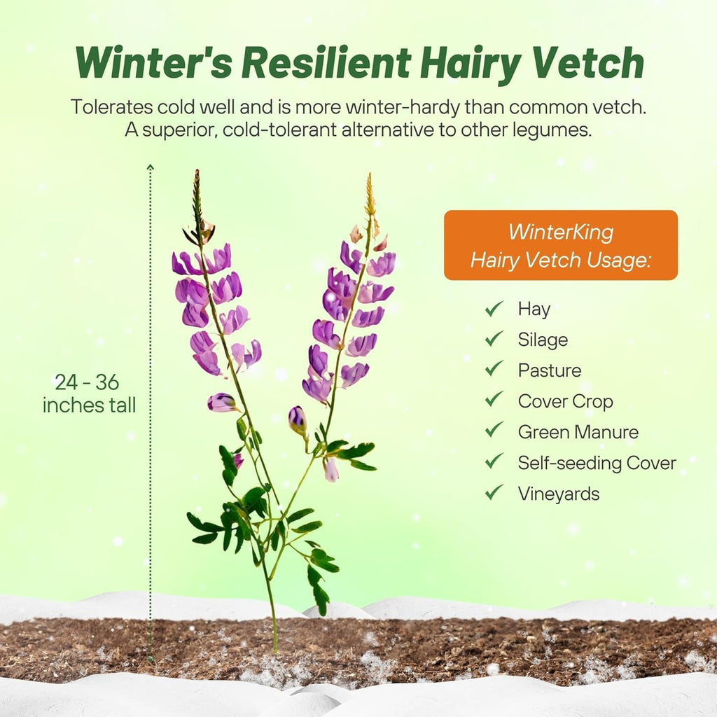Outsidepride Hairy Vetch Cover Crop Seeds - 5 Lbs Cold Tolerant, Winter Hardy - Ideal for Soil Improvement, Green