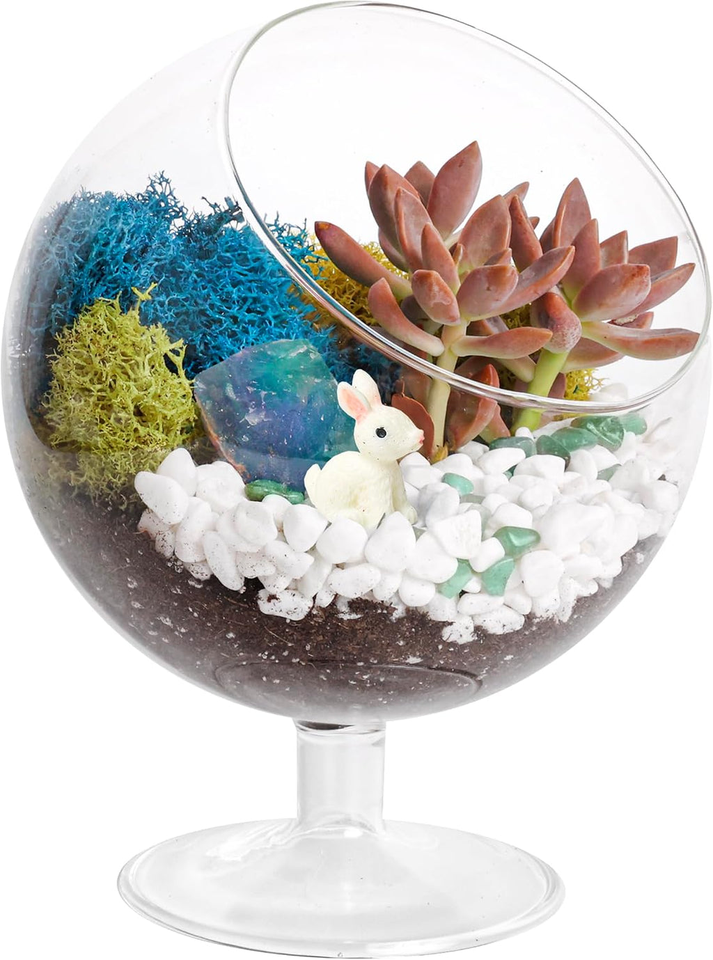 Creations by Nathalie DIY 6" Chalice Terrarium Kit Build Your Own Glass Terrarium for Adults & Teens with Live