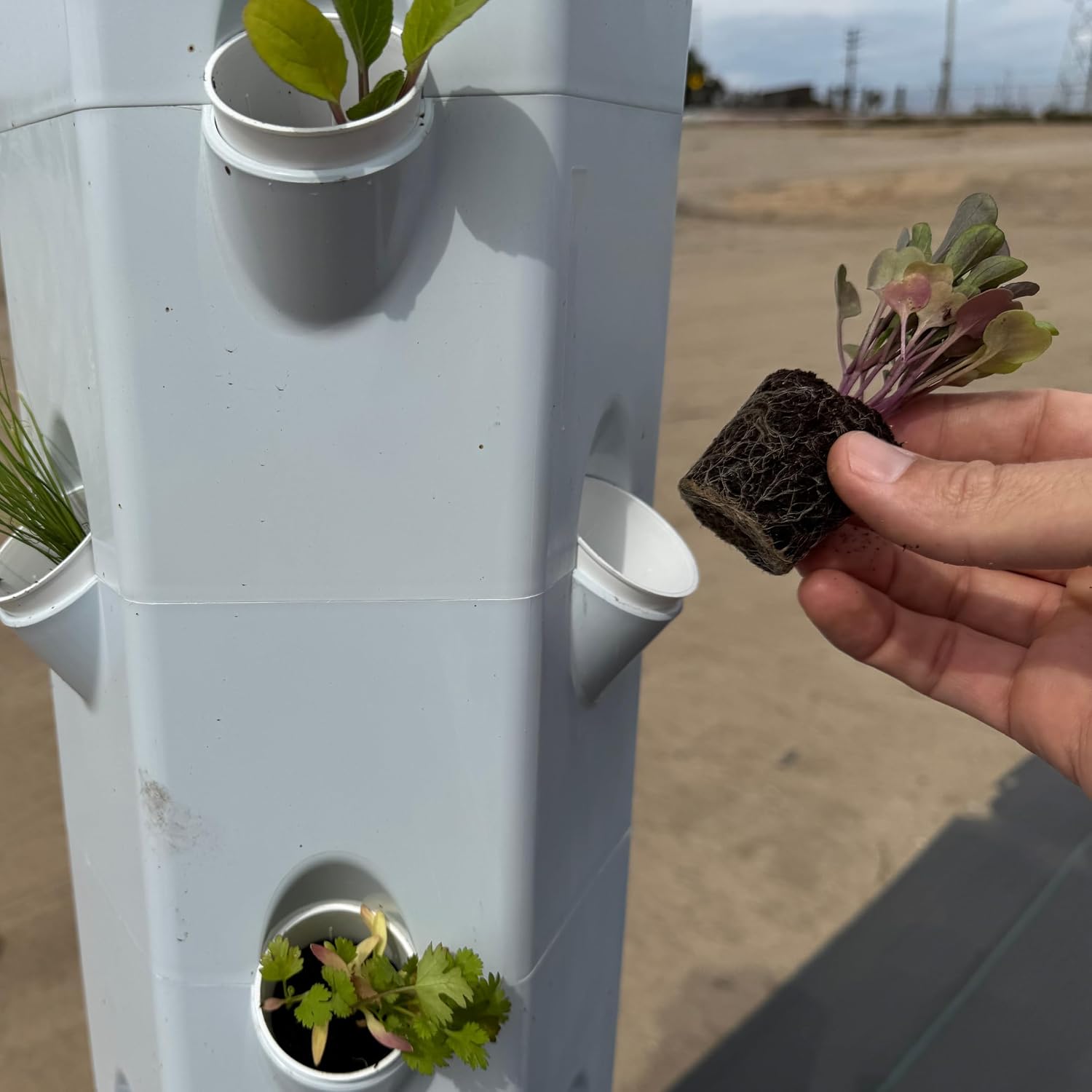 Farmers Bundle: Ready-to-Plant Seedlings, Starts, Plugs, Garden-Ready, Live Plants, Transplants, Pre-sprouted, for Soil