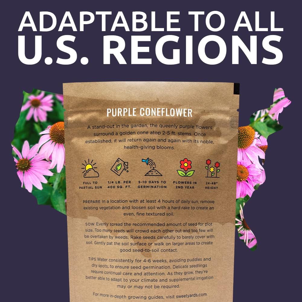 Purple Coneflower Seeds – Bulk Quarter Pound Packet – Over 12,000 Open Pollinated Non-GMO Wildflower Seeds – Echinacea