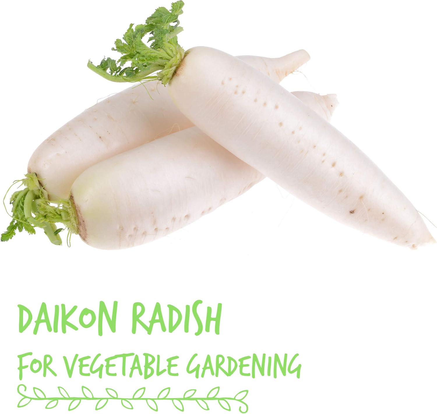 Handy Pantry Handy Pantry Organic Radish Sprouting Seeds 4.5 Lb Non-GMO | Daikon Radish Seed - Bulk Radish Seeds for