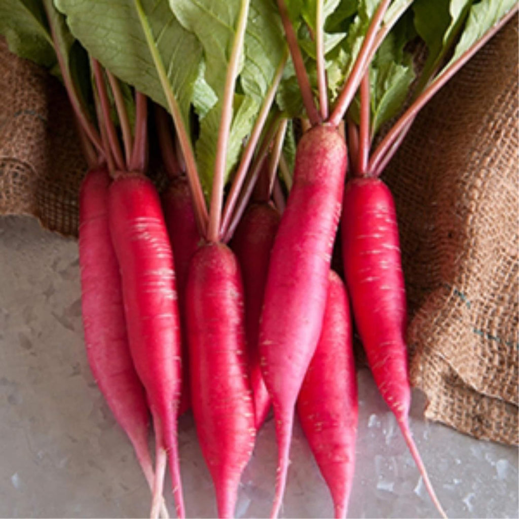 Mountain Valley Seed Co Radish Sprouting Seed - Red Arrow Variety - 5 Lb | Bulk Seed - Heirloom Radish Sprouts