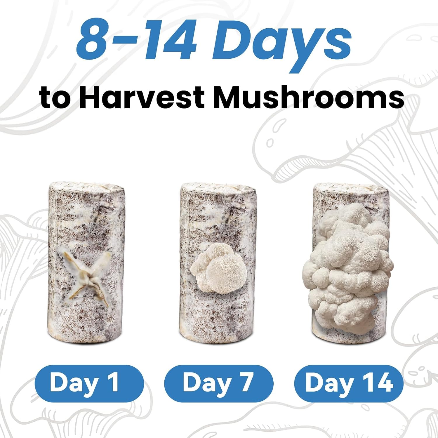 USA Organic 4lbs Lion's Mane Mushroom Growing Kit, Non-GMO | Double-Side Mushroom Grow Kit, Harvest Gourmet Mushrooms