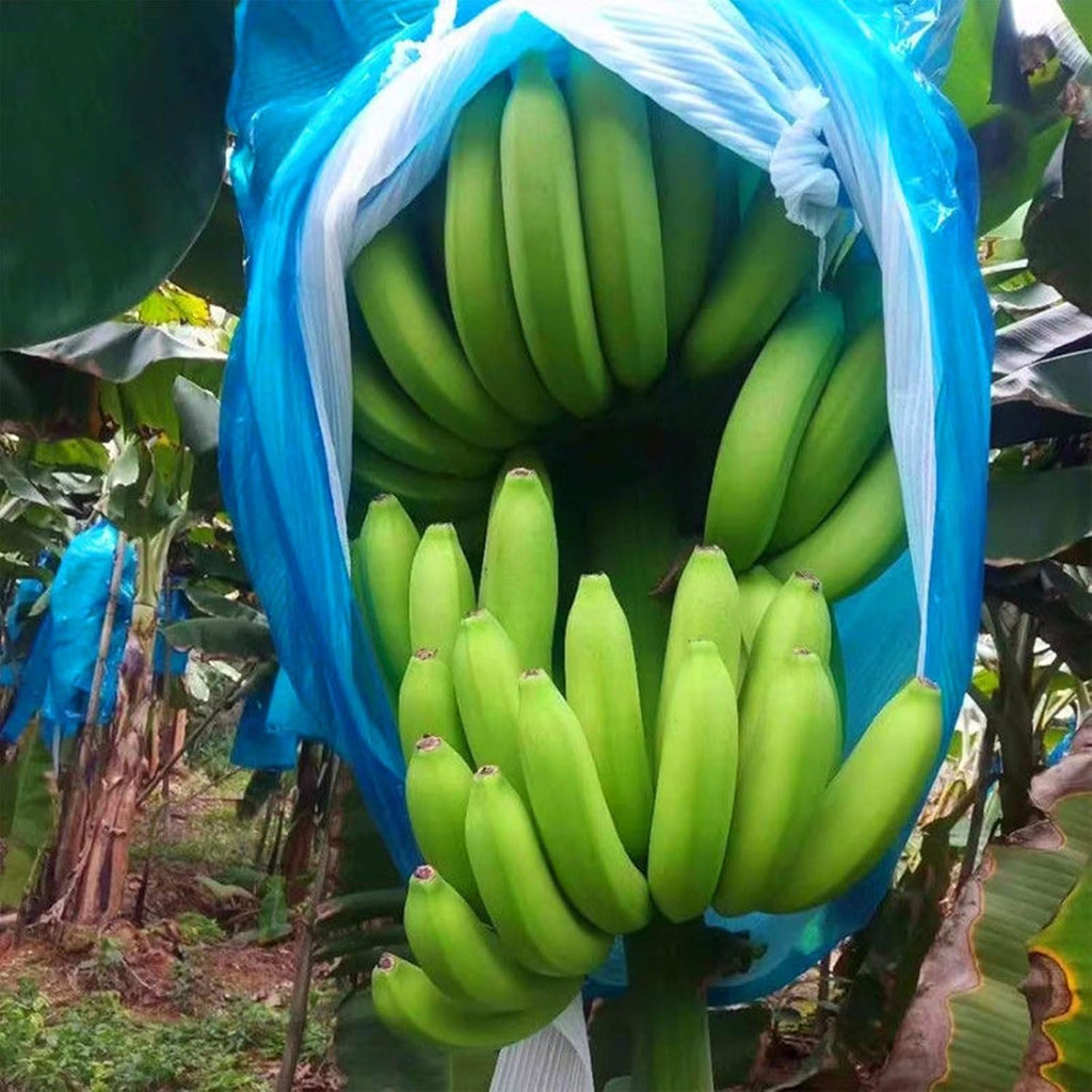 5PCS Banana Grow Bag, Plastic Protection Cover Ripening Netting, 150 * 80cm/59 * 31in. Sun Protection Fruit Keeper