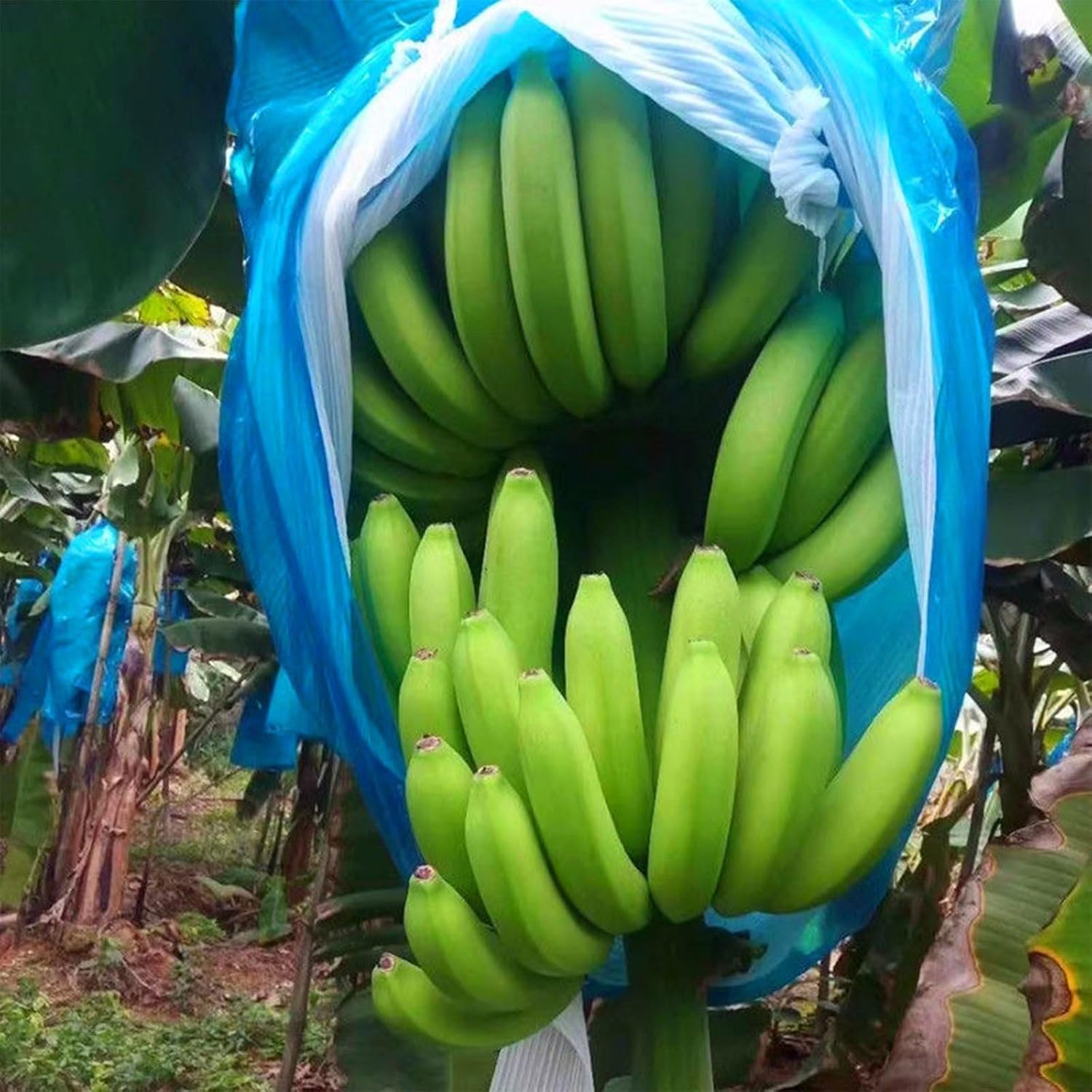 5PCS Banana Grow Bag, Plastic Protection Cover Ripening Netting, 150 * 80cm/59 * 31in. Sun Protection Fruit Keeper