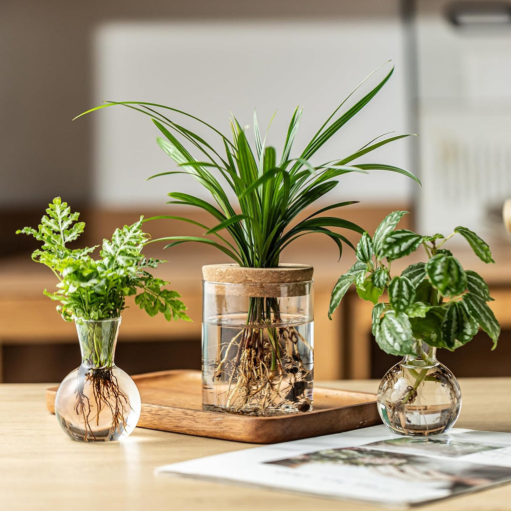 Plant Propagation Stations, 2 Style Glass Planter Terrariums, Propagation Vases for Plant, Plant Propagation Jars for