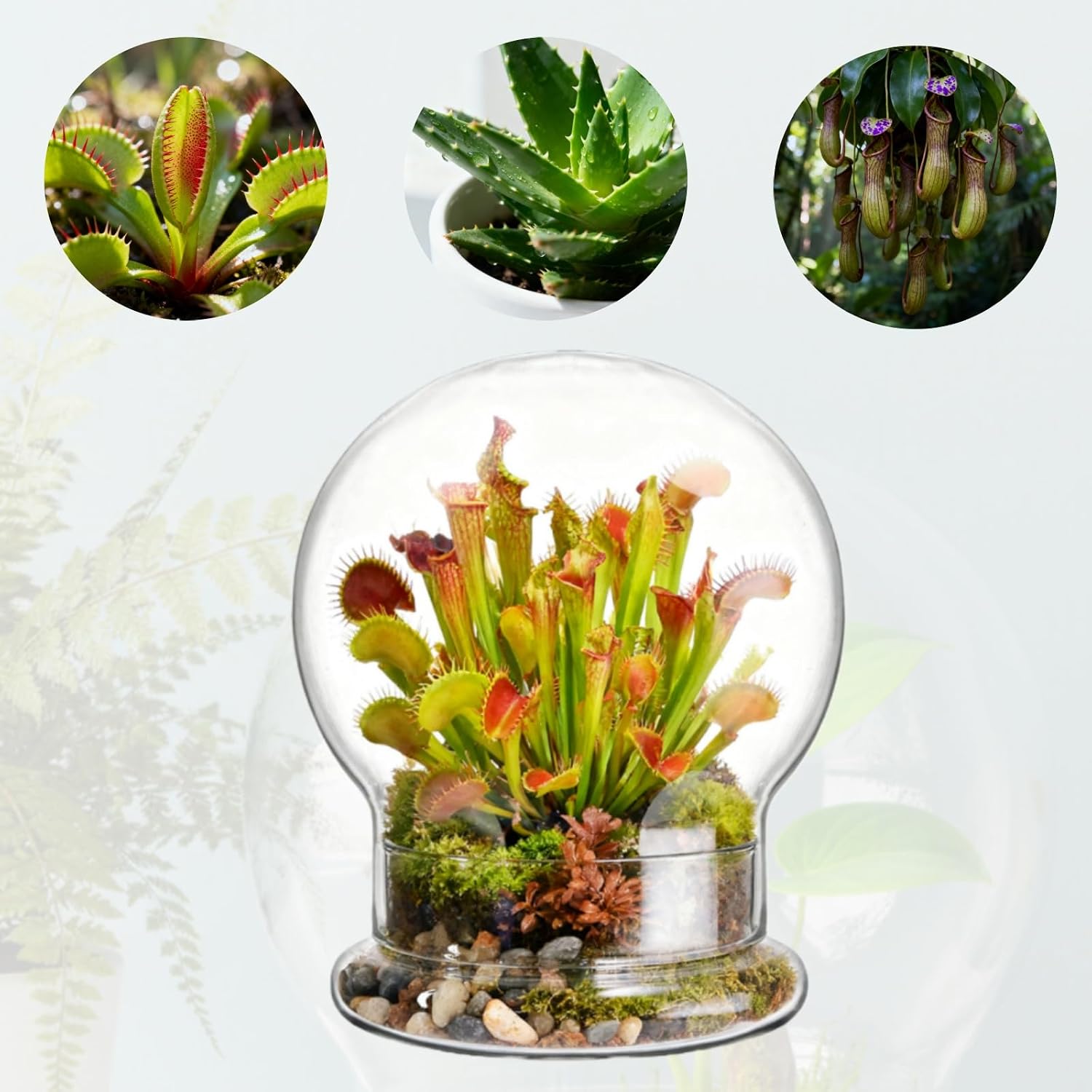 2 Pack Round Glass Cloche Domes with Air Hole and Base, 4.6 X 6.6 Inches Clear Terrarium Planter, Cloche Planters