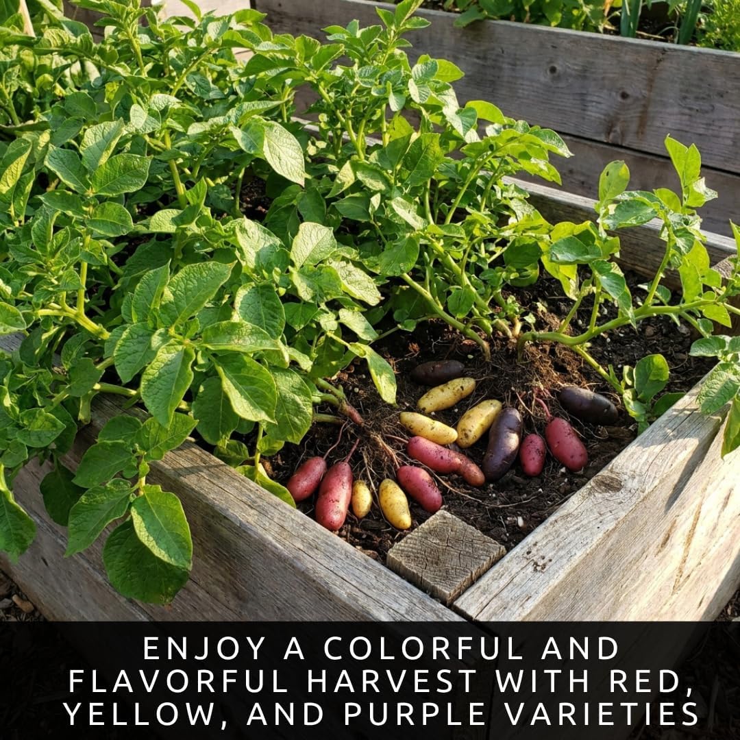 Fingerling Seed Potatoes Variety Pack | Premium Potatoes | Heirloom Mix for Home Gardens | Excellent Yield & Flavor