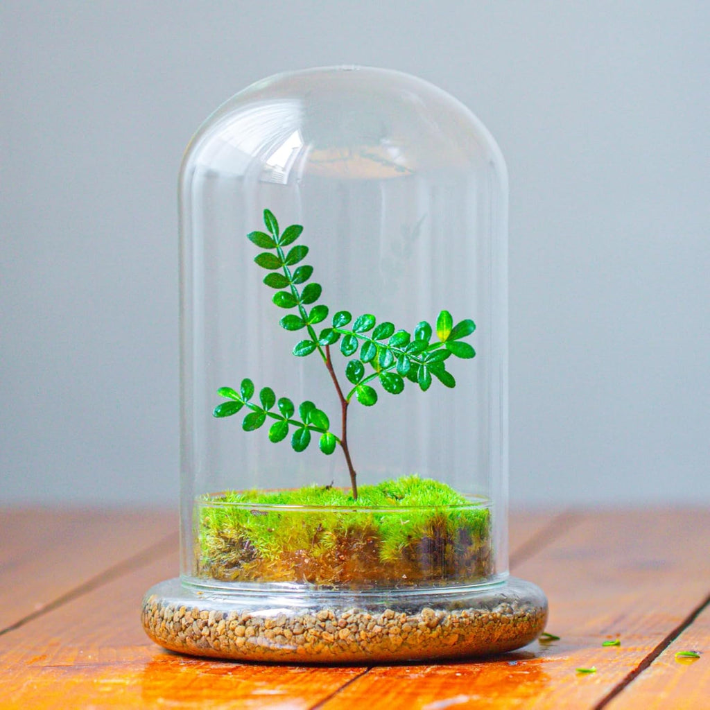 NCYP Glass Cloche Dome with Air Hole and Base, 5.9 x 5.9 x 8.2 Inches, Clear Terrarium Planter for Venus Flytrap, Small