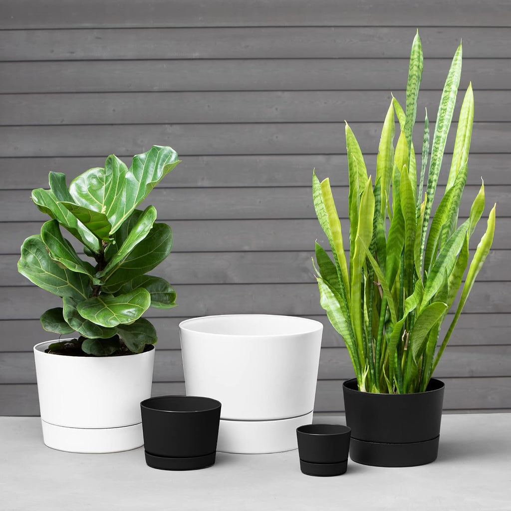 Root & Vessel Majestic Mid-Century Modern Low Profile Cylinder Pot, Matte Black, 12.5"
