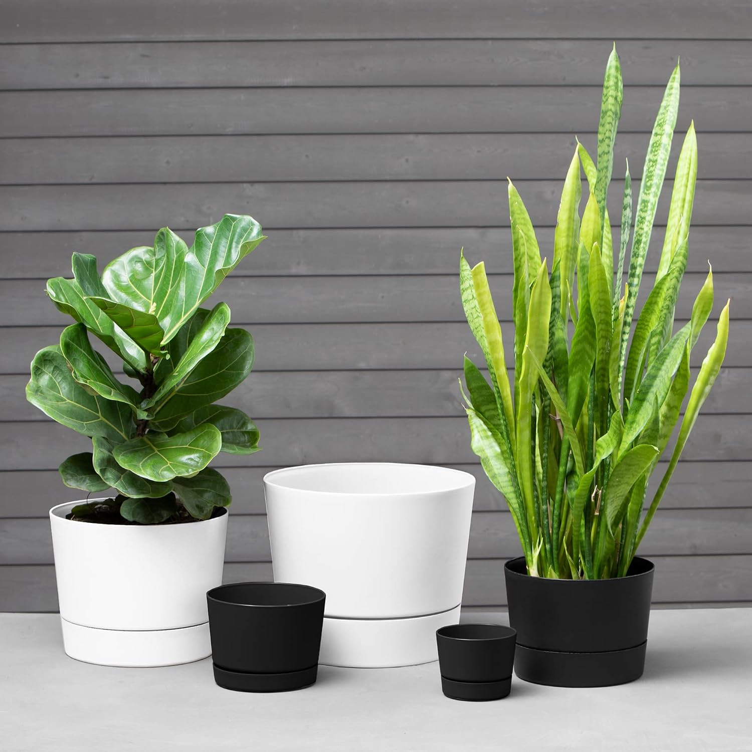 Root & Vessel Majestic Mid-Century Modern Low Profile Cylinder Pot, Matte Black, 12.5"