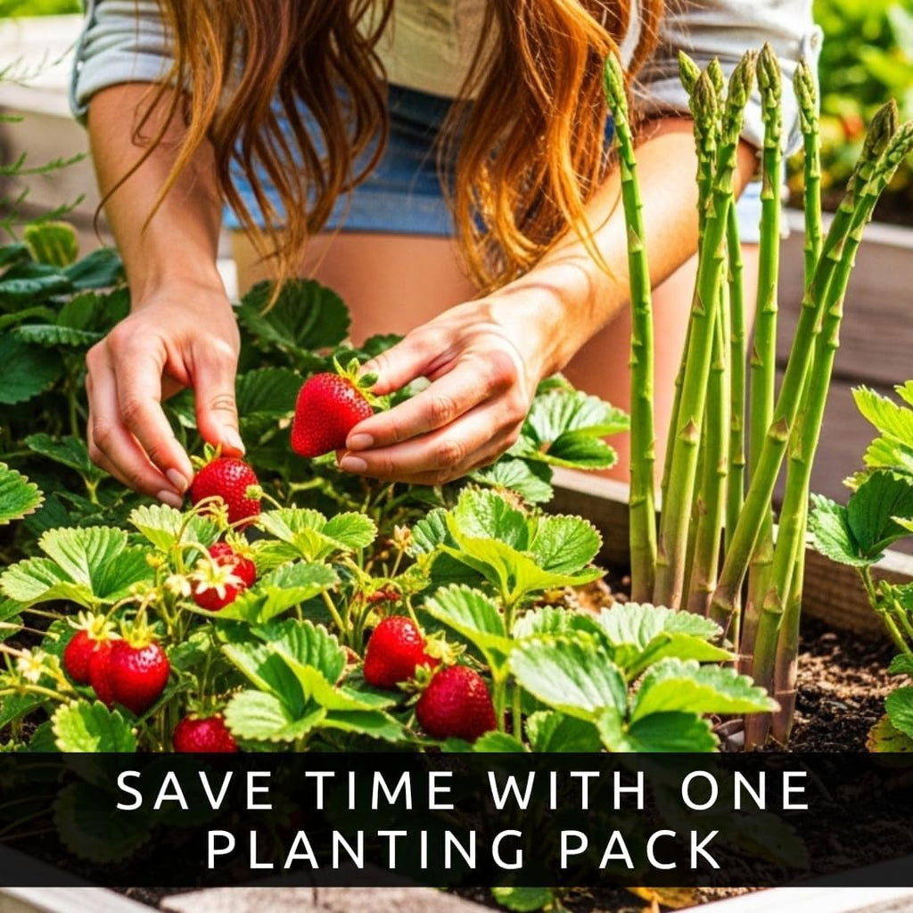 Asparagus & Strawberry Roots Variety Pack | 30 Live Bare Root Plants | 3 Asparagus Varieties + 3 Strawberry Varieties