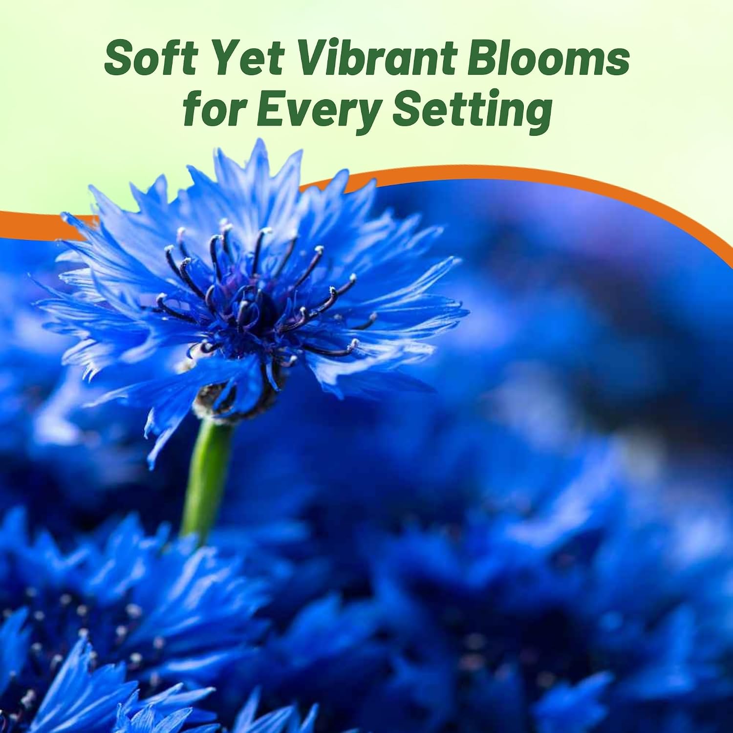 Outsidepride Blue Cornflower Seeds for Planting - 1 lb. Annual Bachelor's Button Flower Seeds for Cut Flower Gardens