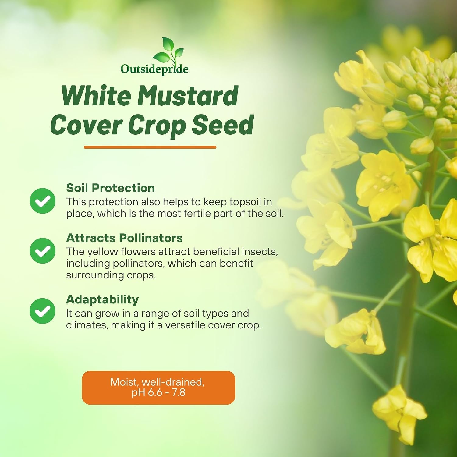 Outsidepride White Mustard Seeds for Planting - 5 lb Annual Cover Crop Seeds w/Deep Root System, High Protein Forage