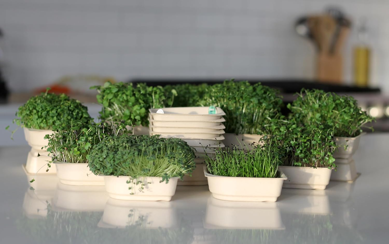 Indoor Garden, Fully Automated LED Growing Unit for Microgreens, Herbs, Leafy Greens, Organic Soil-Based, Low/No